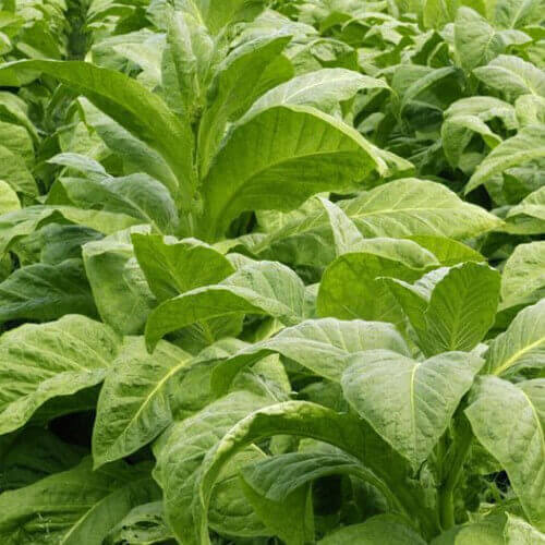 How to Dry Herbs in a Dehydrator
